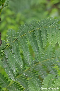 Sporangia and fronds